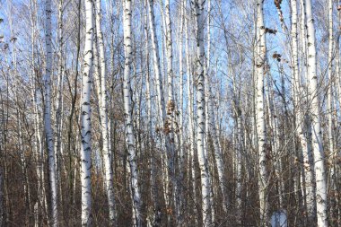 Beyaz Ağaç mavi gökyüzü ile güzel manzara