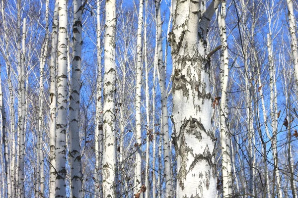 Vackert landskap med white birches mot blå himmel — Stockfoto