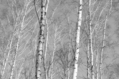 Huş ağacı orman, siyah-beyaz fotoğraf