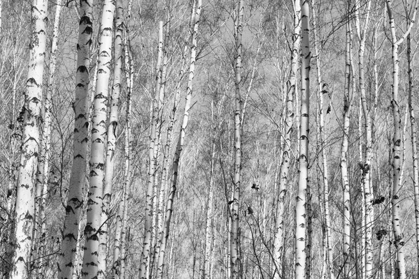 Bosque de abedul, foto en blanco y negro — Foto de Stock
