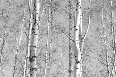 Huş ağacı orman, siyah-beyaz fotoğraf