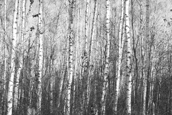 Floresta de vidoeiro, foto preto-branco — Fotografia de Stock