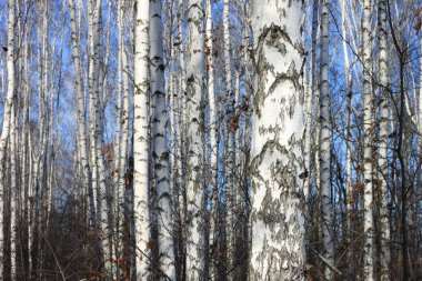 Beyaz Ağaç mavi gökyüzü ile güzel manzara
