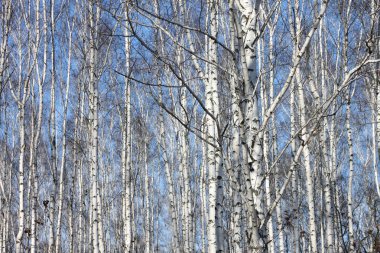 Beyaz Ağaç mavi gökyüzü ile güzel manzara