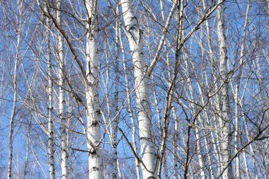 Beyaz Ağaç mavi gökyüzü ile güzel manzara