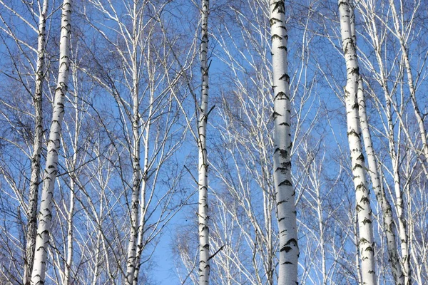Beyaz Ağaç mavi gökyüzü ile güzel manzara — Stok fotoğraf