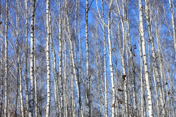 Vackert landskap med white birches mot blå himmel — Stockfoto