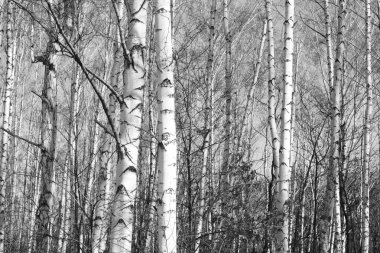 Huş ağacı orman, siyah-beyaz fotoğraf