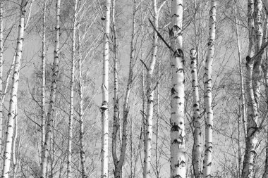 Huş ağacı orman, siyah-beyaz fotoğraf