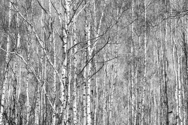 Floresta de vidoeiro, foto preto-branco — Fotografia de Stock