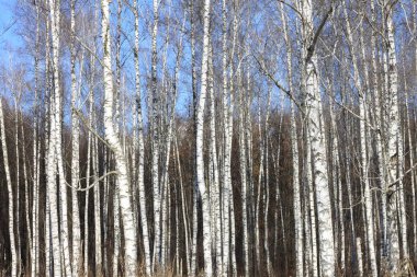 Güzel manzara ile beyaz ağaç. Huş ağaçları parlak güneşli