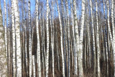 Güzel manzara ile beyaz ağaç. Huş ağaçları parlak güneşli