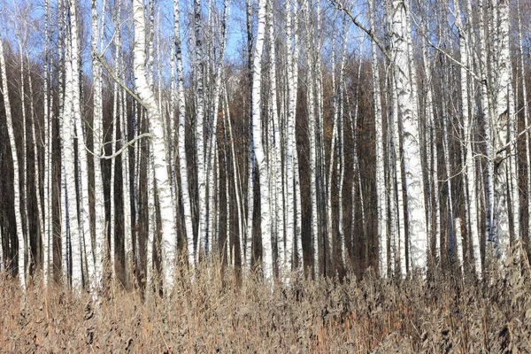 Güzel manzara ile beyaz ağaç. Huş ağaçları parlak güneşli