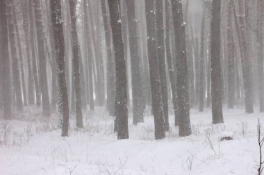 kar kış ormandaki çam ağaçlarıyla kaplı