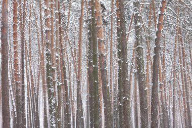 kar kış ormandaki çam ağaçlarıyla kaplı