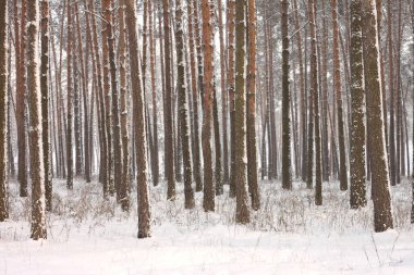 kar kış ormandaki çam ağaçlarıyla kaplı