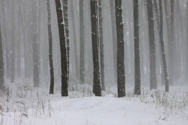 kar kış ormandaki çam ağaçlarıyla kaplı