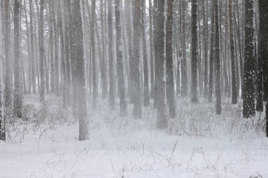 kar kış ormandaki çam ağaçlarıyla kaplı