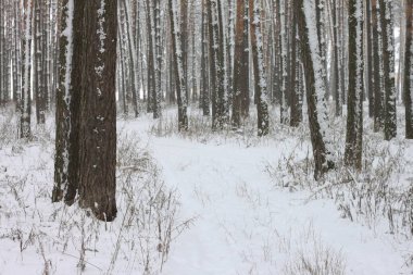 kar kış ormandaki çam ağaçlarıyla kaplı