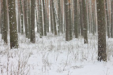 kar kış ormandaki çam ağaçlarıyla kaplı