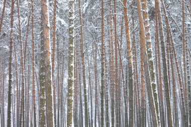 kar kış ormandaki çam ağaçlarıyla kaplı