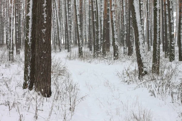 kar kış ormandaki çam ağaçlarıyla kaplı