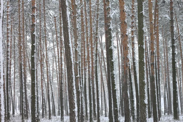kar kış ormandaki çam ağaçlarıyla kaplı