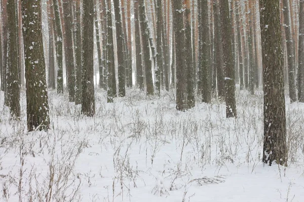 kar kış ormandaki çam ağaçlarıyla kaplı