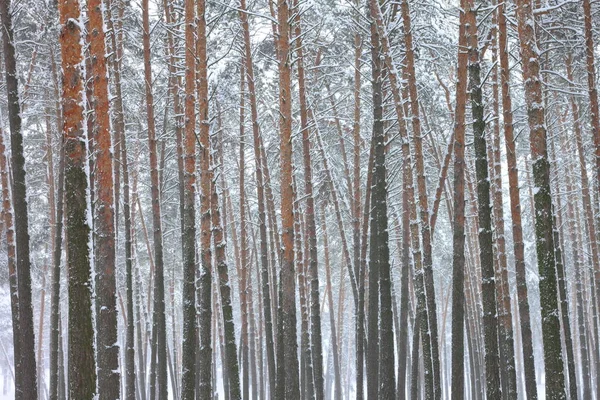 kar kış ormandaki çam ağaçlarıyla kaplı