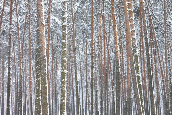kar kış ormandaki çam ağaçlarıyla kaplı