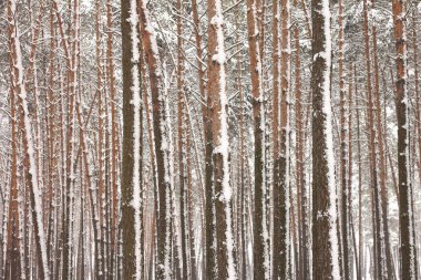 kar kış ormandaki çam ağaçlarıyla kaplı