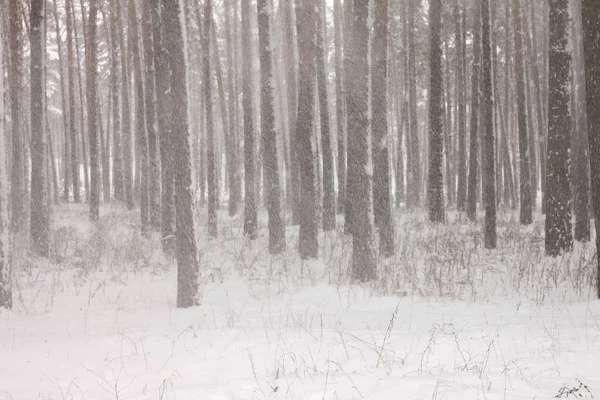Снежные сосны в зимнем лесу — стоковое фото