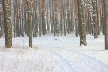 kar kış ormandaki çam ağaçlarıyla kaplı