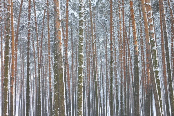 雪覆われた冬の森の松の木 — ストック写真