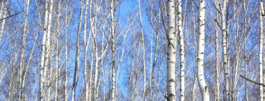 Güzel manzara ile beyaz ağaç