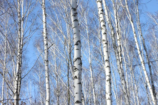 The trunks of birch trees with white bark.