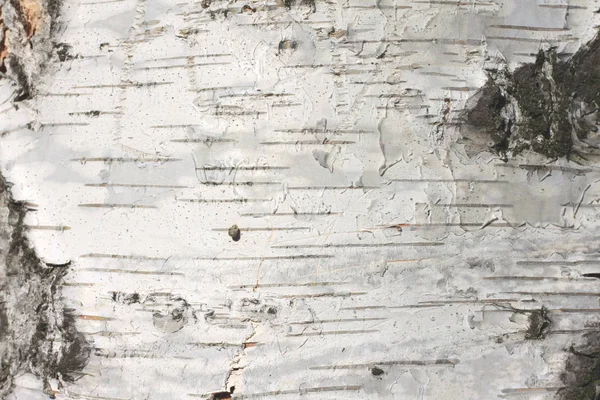 Текстура березової кори природний фон паперу крупним планом — стокове фото