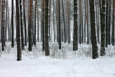 kar kış ormandaki çam ağaçlarıyla kaplı