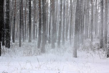 kar kış ormandaki çam ağaçlarıyla kaplı