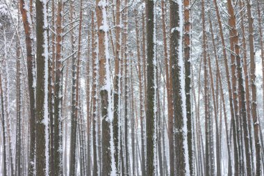kar kış ormandaki çam ağaçlarıyla kaplı