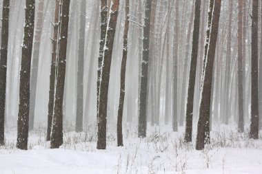 kar kış ormandaki çam ağaçlarıyla kaplı