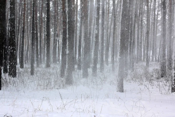 kar kış ormandaki çam ağaçlarıyla kaplı