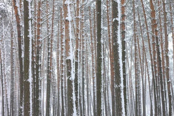 kar kış ormandaki çam ağaçlarıyla kaplı