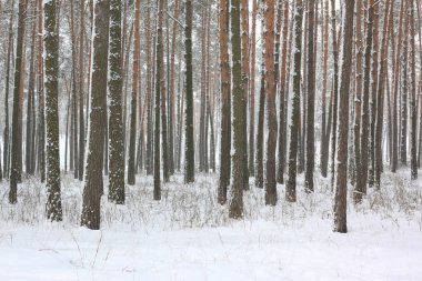 kar kış ormandaki çam ağaçlarıyla kaplı