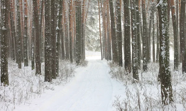 Snow covered pine trees in winter forest