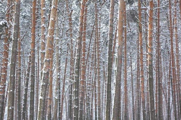 Kar kış ormandaki çam ağaçlarıyla kaplı — Stok fotoğraf