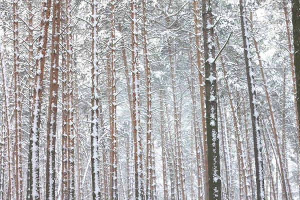 Salju menutupi pohon pinus di hutan musim dingin — Stok Foto