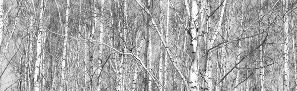 Bosque de abedul, foto en blanco y negro — Foto de Stock