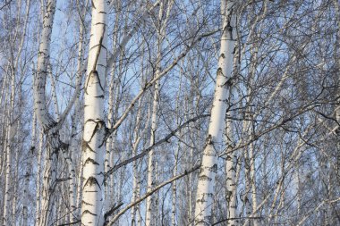 Parlak güneşte huş ağaçları