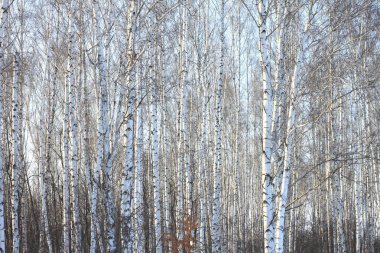 Parlak güneşte huş ağaçları